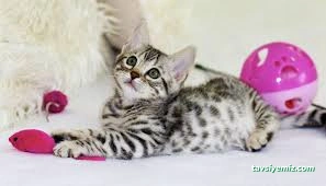 Taby Paws Hayvan Oteli Taby Paws Hayvan Oteli