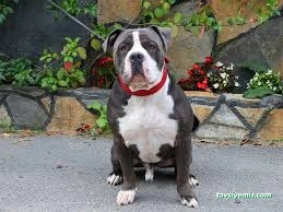 Taby Paws Hayvan Oteli Taby Paws Hayvan Oteli