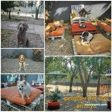 Taby Paws Hayvan Oteli Taby Paws Hayvan Oteli