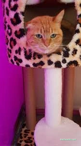 Taby Paws Hayvan Oteli Taby Paws Hayvan Oteli