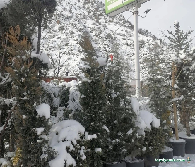 Taçyaprak Fidan Market