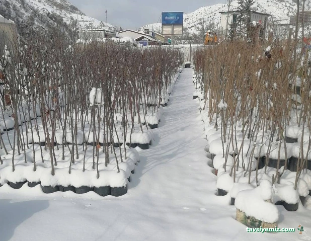 Taçyaprak Fidan Market