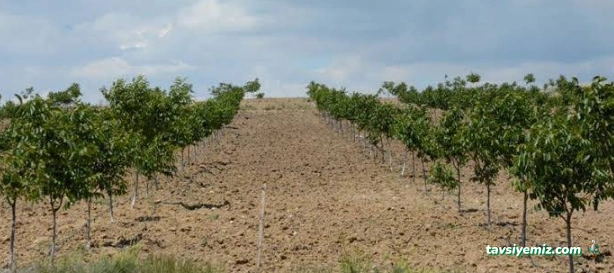 Taşkar Peyzaj Çiçekçilik Afyon