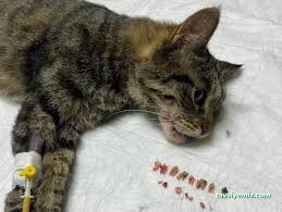 Tekkeli Veteriner Kliniği Tekkeli Veteriner Kliniği