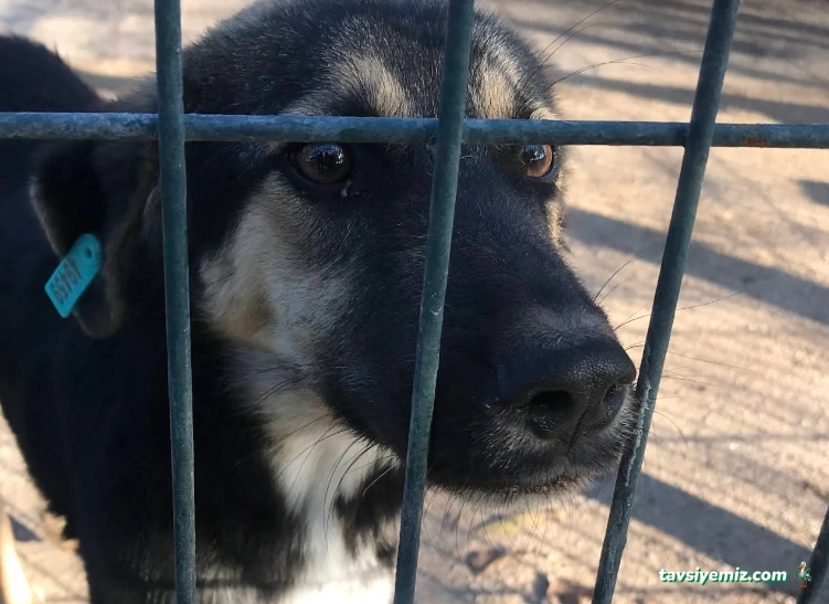 Tokat Belediyesi Hayvan Barınağı