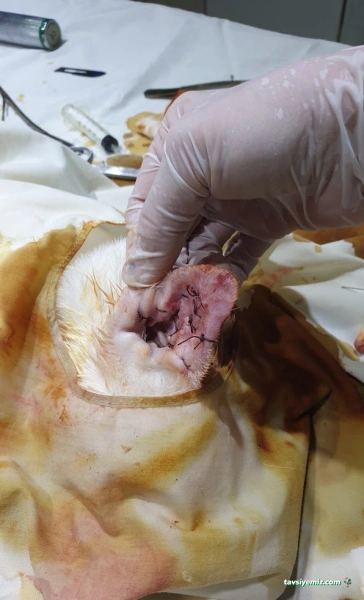 Tülin Hanım Veteriner Kliniği Tülin Hanım Veteriner Kliniği
