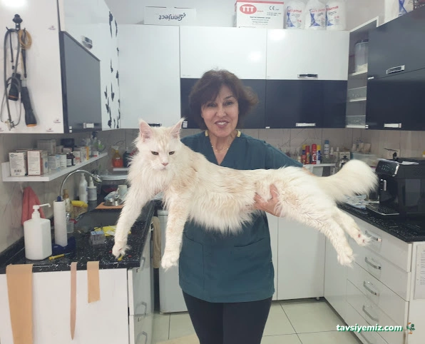 Tülin Hanım Veteriner Kliniği Tülin Hanım Veteriner Kliniği