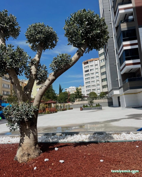 Urfa Kaya Peyzaj Çevre Düzenleme,Süs Bitkileri,Meyve Fidanları Urfa Kaya Peyzaj Çevre Düzenleme,Süs Bitkileri,Meyve Fidanları