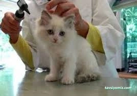 Uzman Veteriner Kliniği Vet. Hek. Mehmet Emre Köse Uzman Veteriner Kliniği Vet. Hek. Mehmet Emre Köse
