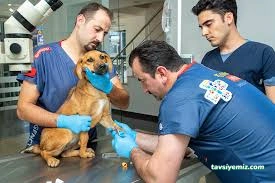 Uzman Veteriner Kliniği Vet. Hek. Mehmet Emre Köse Uzman Veteriner Kliniği Vet. Hek. Mehmet Emre Köse