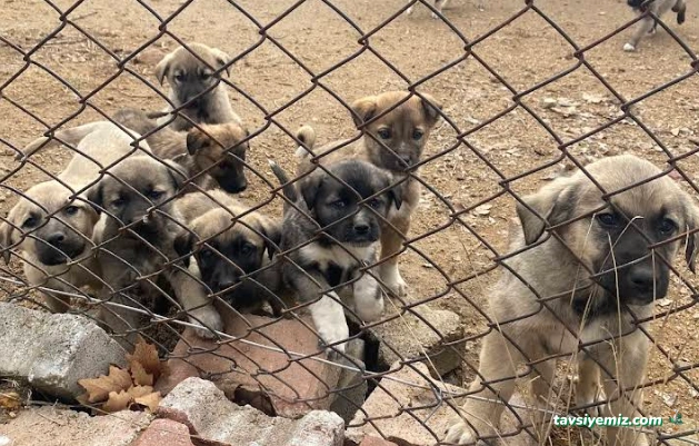 Uzmanlar Veteriner Kliniği
