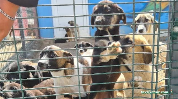 Uzmanlar Veteriner Kliniği