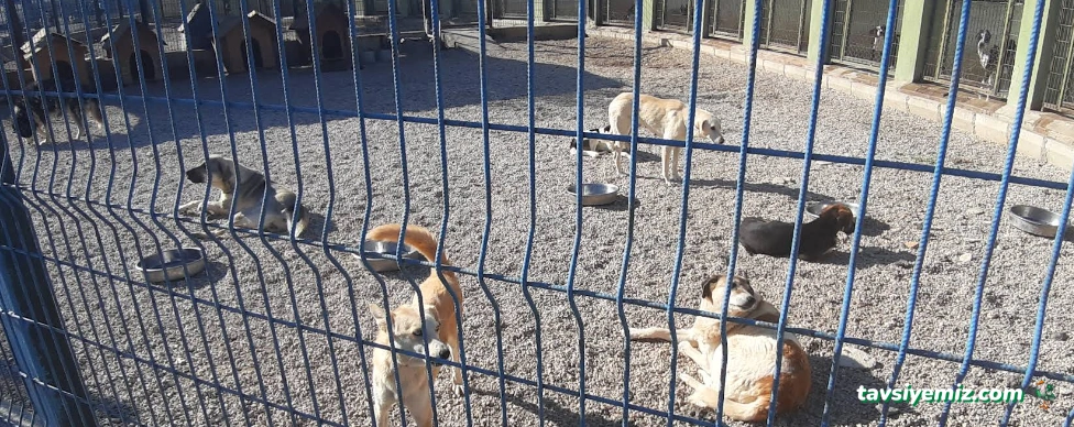 Van Belediyesi Geçiçi Hayvan Barınağı