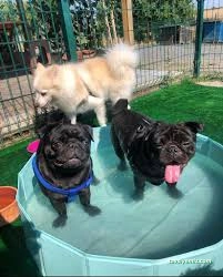 Van Edremit Köpek Oteli Van Edremit Köpek Oteli