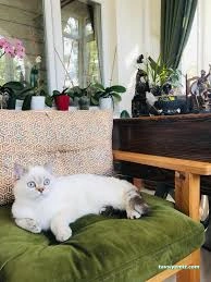Van Edremit Köpek Oteli Van Edremit Köpek Oteli