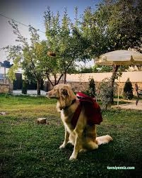 Van Edremit Köpek Oteli Van Edremit Köpek Oteli