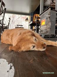 Van Edremit Köpek Oteli Van Edremit Köpek Oteli
