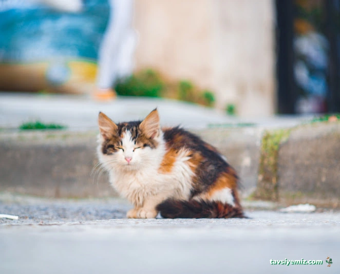 Vet Stop Veteriner Kliniği Vet Stop Veteriner Kliniği