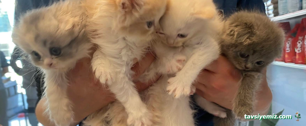 Veterinaria Veteriner Kliniği - Sakarya Adapazarı