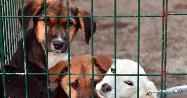 Veteriner İşleri Müdürlüğü