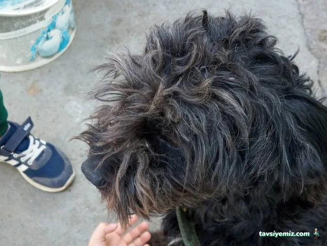 Veteriner İşleri Müdürlüğü Sokak Hayvanları Barına