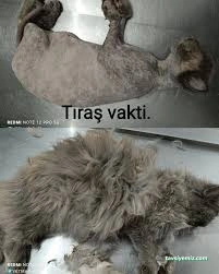Vetmar Pati Veteriner Kliniği Vetmar Pati Veteriner Kliniği