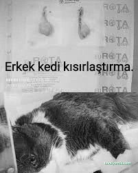 Vetmar Pati Veteriner Kliniği Vetmar Pati Veteriner Kliniği