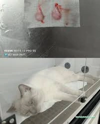 Vetmar Pati Veteriner Kliniği Vetmar Pati Veteriner Kliniği