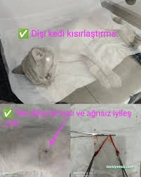 Vetmar Pati Veteriner Kliniği Vetmar Pati Veteriner Kliniği
