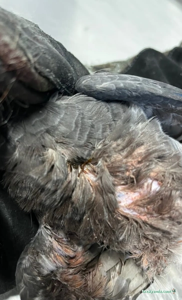 Vetpalas Veteriner Kliniği 7/24 Acil Veteriner Vetpalas Veteriner Kliniği 7/24 Acil Veteriner