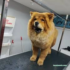 Vişne Veteriner Kliniği & Pet Kuaför Vişne Veteriner Kliniği & Pet Kuaför