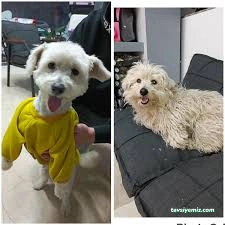Vişne Veteriner Kliniği & Pet Kuaför Vişne Veteriner Kliniği & Pet Kuaför