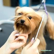 Vişne Veteriner Kliniği & Pet Kuaför Vişne Veteriner Kliniği & Pet Kuaför