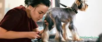 Vişne Veteriner Kliniği & Pet Kuaför Vişne Veteriner Kliniği & Pet Kuaför