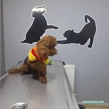 Vişne Veteriner Kliniği & Pet Kuaför Vişne Veteriner Kliniği & Pet Kuaför