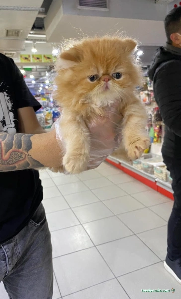 Von Alp Pet Shop Von Alp Pet Shop