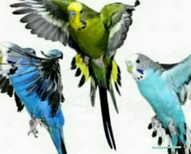 Yağmur Petshop Yağmur Petshop