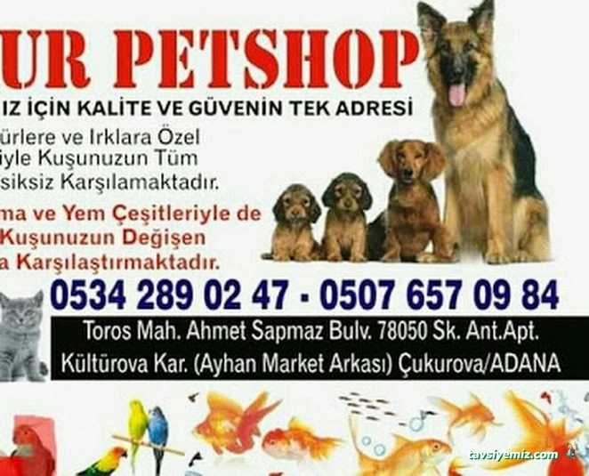 Yağmur Petshop Yağmur Petshop