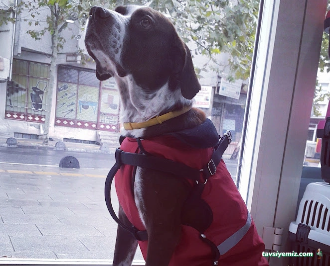 Yenibosna Veteriner Kliniği Yenibosna Veteriner Kliniği