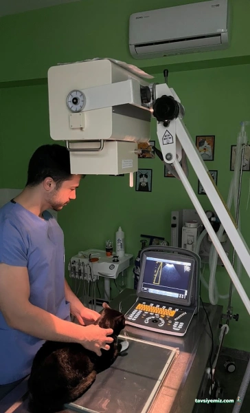 Yenikent Veteriner Kliniği Yenikent Veteriner Kliniği