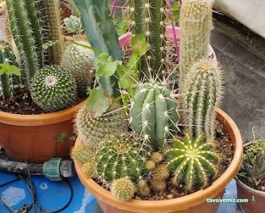 Yeşil Ege Peyzaj Ve Sulama Sistemleri