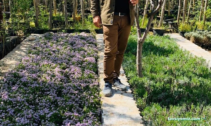 Zevra Peyzaj Tarım San