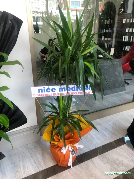 Zeyno Masalı Çiçek Evi Zeyno Masalı Çiçek Evi