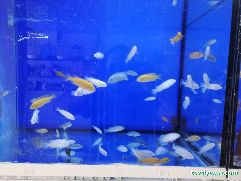 Zülay Petshop Zülay Petshop