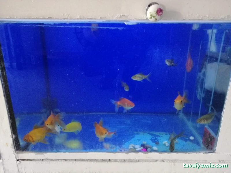 Zülay Petshop Zülay Petshop