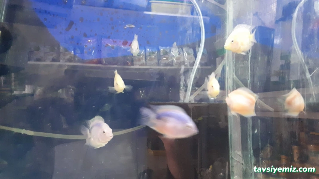 Zülay Petshop Zülay Petshop