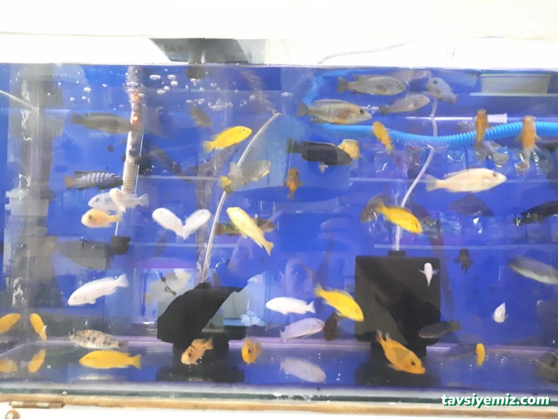Zülay Petshop Zülay Petshop