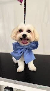 Zuzu Pet Kuaför - Diyarbakır Pet Kuaför Zuzu Pet Kuaför - Diyarbakır Pet Kuaför