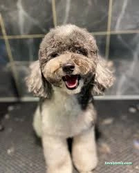 Zuzu Pet Kuaför - Diyarbakır Pet Kuaför Zuzu Pet Kuaför - Diyarbakır Pet Kuaför