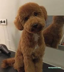 Zuzu Pet Kuaför - Diyarbakır Pet Kuaför Zuzu Pet Kuaför - Diyarbakır Pet Kuaför